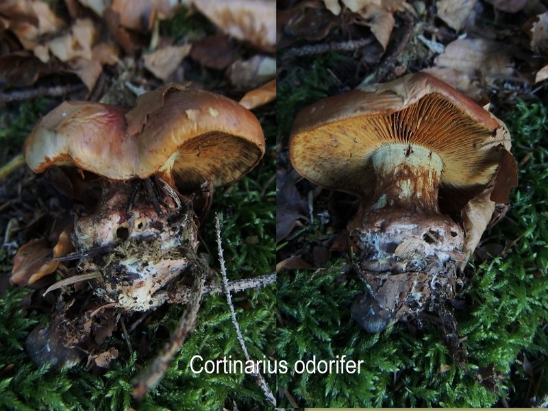 Cortinarius odorifer-amf529-1.jpg - Cortinarius odorifer ; Syn: Phlegmacium odorifer ; Nom français: Cortinaire à bonne odeur